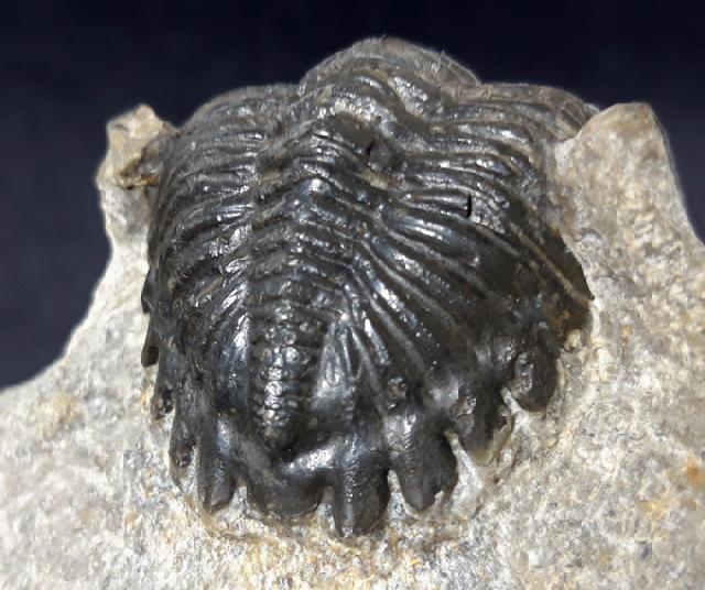 Hollardops mesocristatus (LE MAITRE 1952) - Bild &copy; FossNet FossilienStore